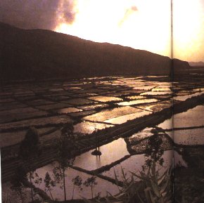Reisfelder im Vietnam
